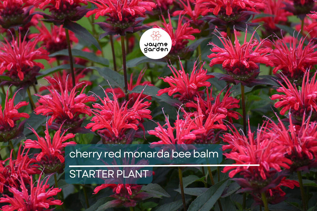 Cherry Red Monarda Bee Balm Plants (Lot of 2) | Live Perennial Flowers | Butterfly Magnet | Vibrant Blooms | Full Sun