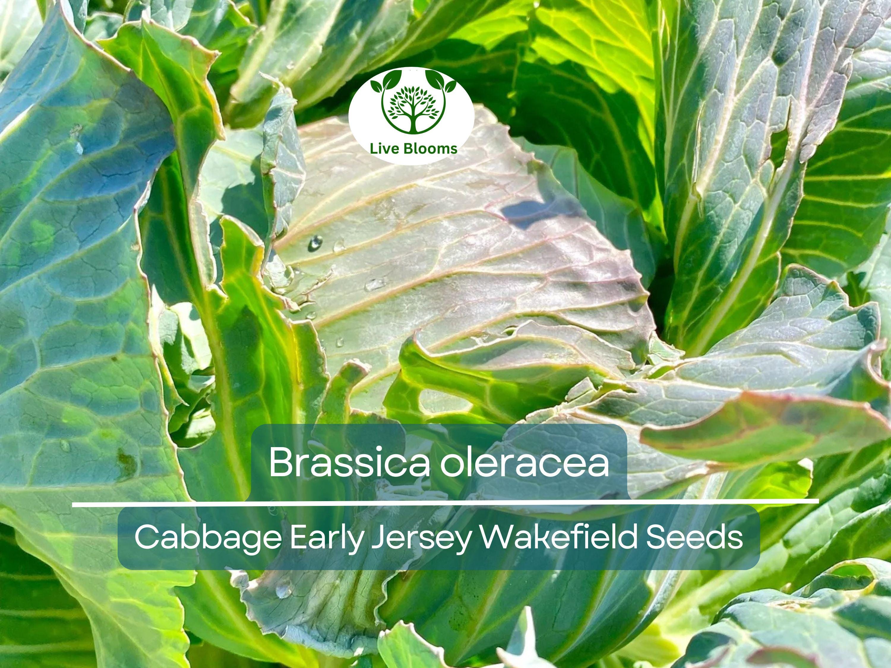 250 Seeds Cabbage Early Jersey Wakefield - Brassica oleracea | Heirloom Cabbage for Planting, Gardening & Early Crisp Harvests