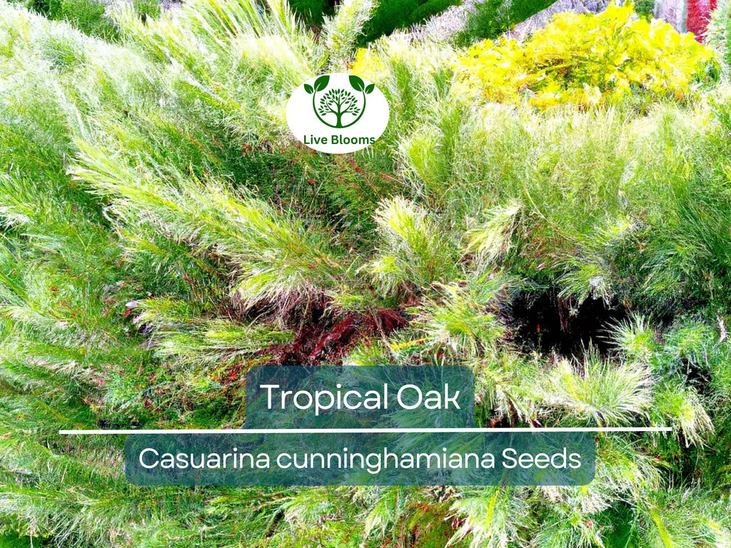 50 Tropical Oak Tree Seeds - Casuarina cunninghamiana, She-Oak, Bonsai, Fast-Growing, Evergreen, Ideal for Garden & Landscaping