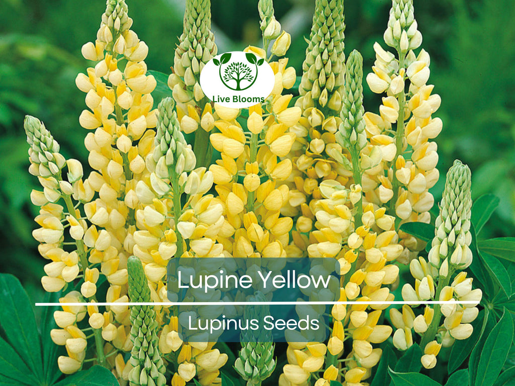 50 Seeds Lupine Yellow Annual (Lupinus) Drought-Tolerant, Non-GMO, Attracts Hummingbirds & Honey Bees, Vibrant Garden Flowers