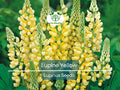 50 Seeds Lupine Yellow Annual (Lupinus) Drought-Tolerant, Non-GMO, Attracts Hummingbirds & Honey Bees, Vibrant Garden Flowers