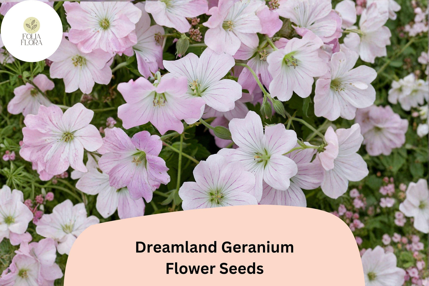 25+ Dreamland Geranium Seeds | Pink Hardy Perennial Cranesbill | Long Blooming Garden Flower & Ground Cover