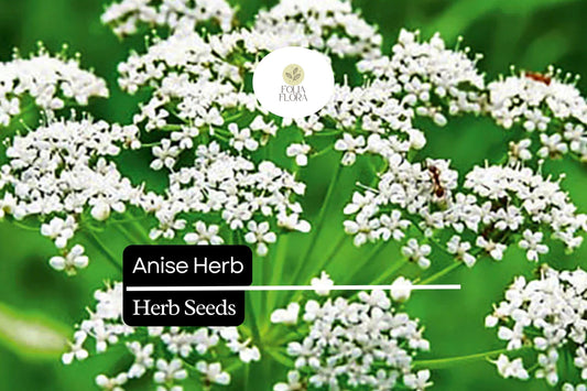 400 Seeds Anise, Pimpinella Anisum, Aromatic Herb for Culinary and Garden Use