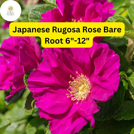 1 Japanese Rugosa Rose (Rosa rugosa) – Live Bare Root Plant 6"-12"