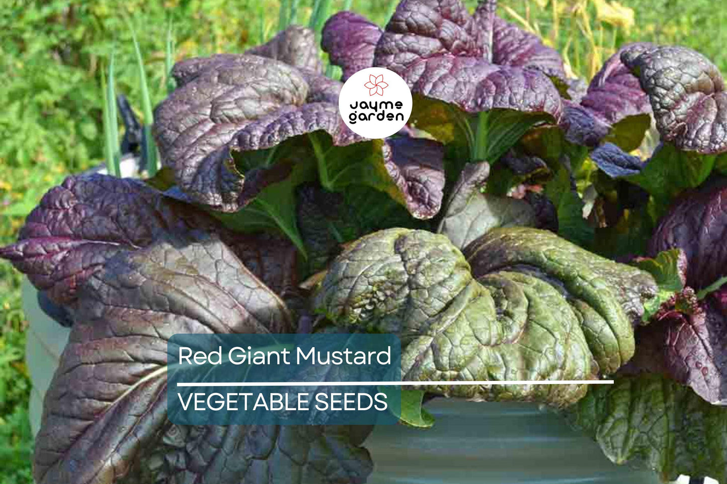 1,500 Red Giant Mustard Seeds – Non-GMO Heirloom, Brassica juncea, Spicy Greens, Microgreens or Full Grown, Easy to Grow, USA Seller!