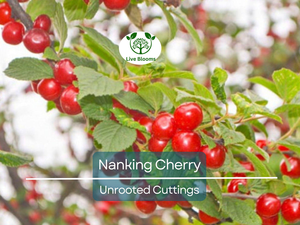 10 Unrooted Nanking Cherry Cuttings (Prunus tomentosa) - 6-8 Inches Long, Hardy Shrub for Fruit, Wildlife, & Landscaping