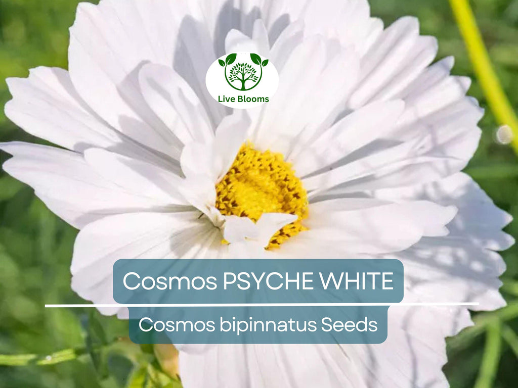 100 Cosmos Psyche White Seeds – Unique Ruffled White Blooms | Attracts Bees & Butterflies | Organic Non-GMO | Cosmos Bipinnatus