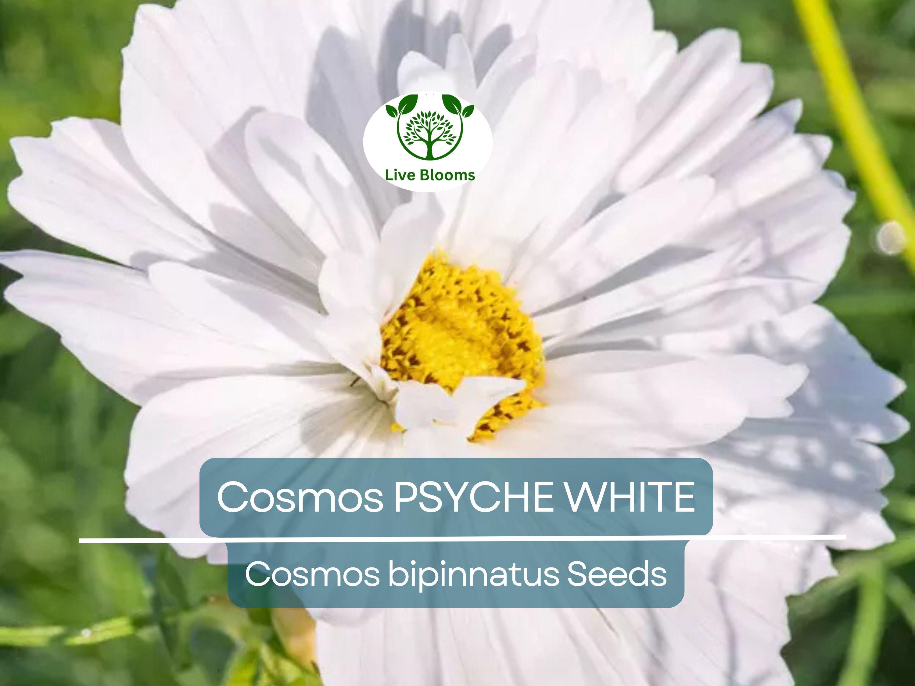 100 Cosmos Psyche White Seeds – Unique Ruffled White Blooms | Attracts Bees & Butterflies | Organic Non-GMO | Cosmos Bipinnatus