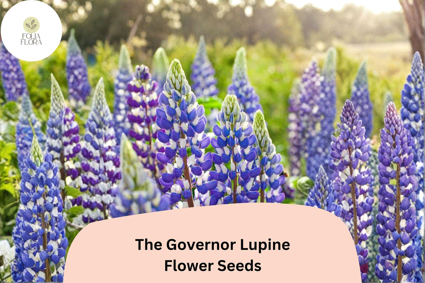 25+ The Governor Lupine Seeds | Lupinus | Deep Blue-White Spiked Blooms for Garden Planting