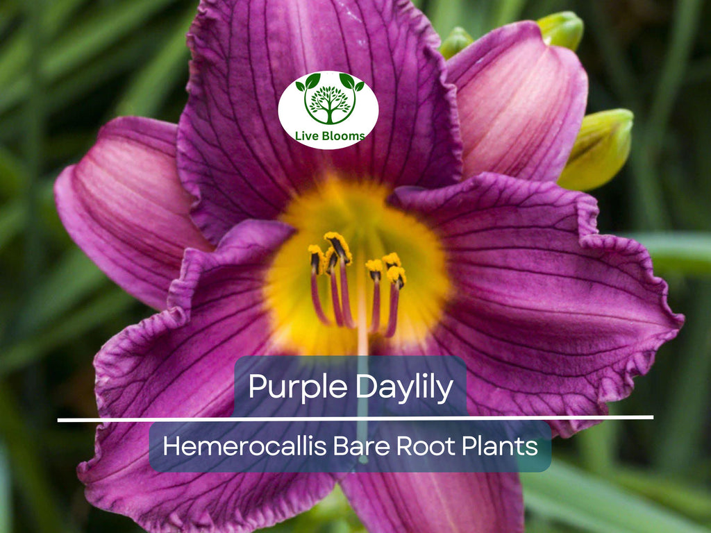 2 Purple Daylily Bare Root Fans – Perennial Hemerocallis Plants, Easy-Care, Summer Blooming Flowers, Vibrant Garden Color