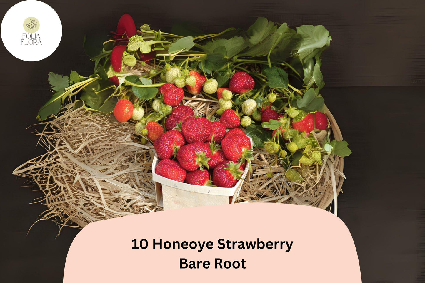 10 Honeoye Strawberry Plants | Live Bare Root | June Bearing Fragaria × ananassa Fruit