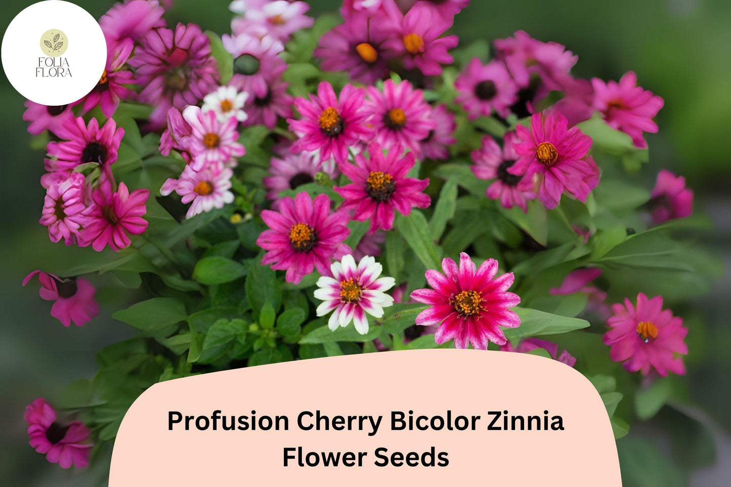100+ Profusion Cherry Bicolor Zinnia Seeds | Bright Pink-Red White Flowers | Easy Annual Garden Planting | Pollinator Friendly