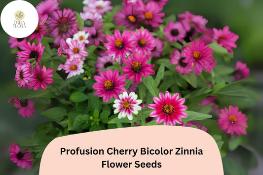 100+ Profusion Cherry Bicolor Zinnia Seeds | Bright Pink-Red White Flowers | Easy Annual Garden Planting | Pollinator Friendly
