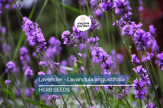 700 True Lavender Seeds – Non-GMO Lavandula angustifolia, Fragrant, Free Shipping