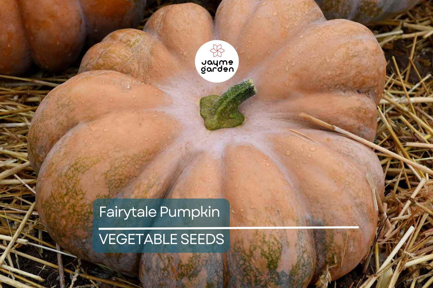 15 Fairytale Pumpkin Seeds - Heirloom Non-GMO | Sweet & Rich Flavor | Deep Ribbing | 15 lb Pumpkins | USA Seller | Free Shipping