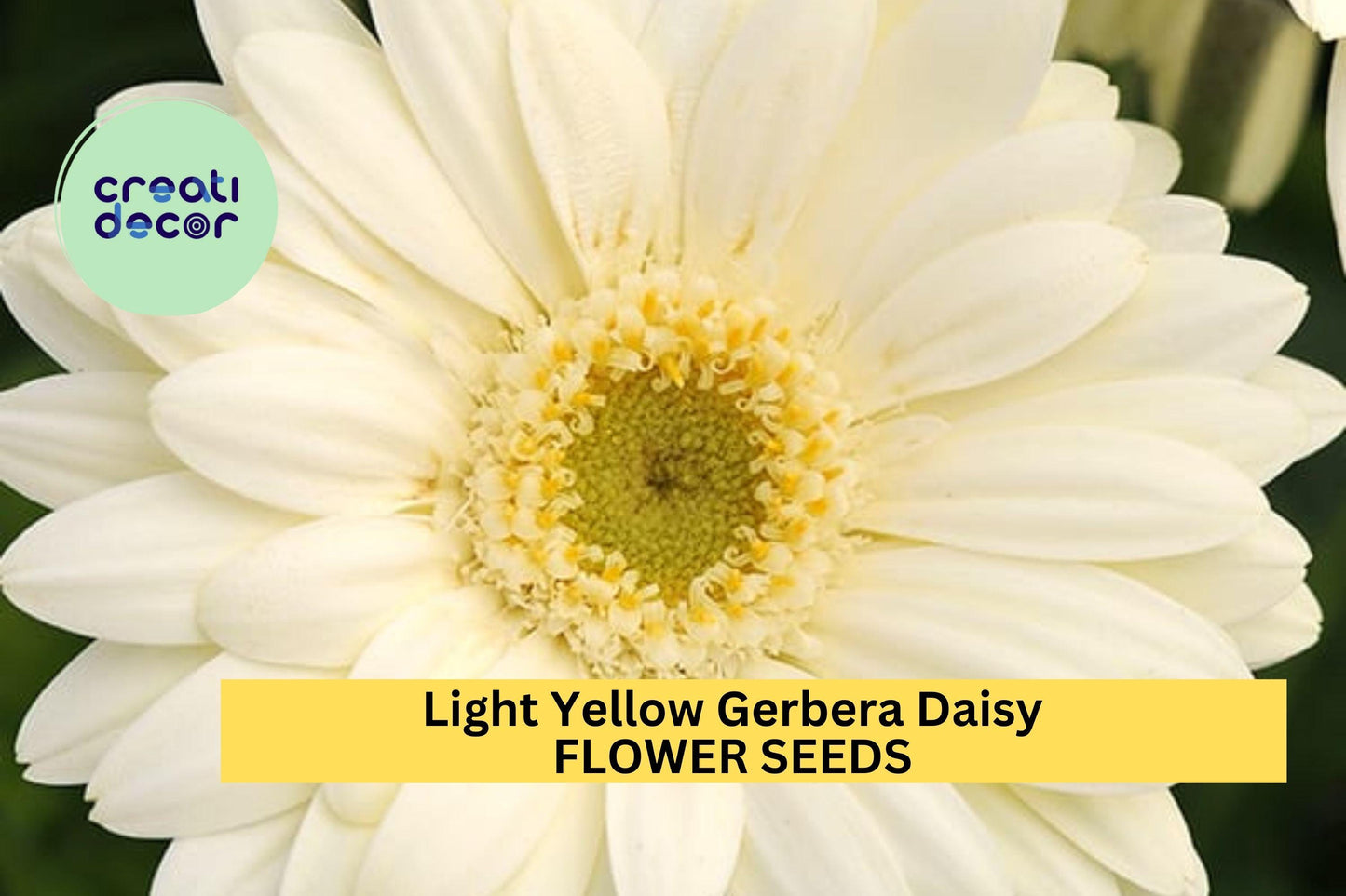 200+ Light Yellow Gerbera Daisy Seeds – Soft Yellow Blooms for Garden Planting, Long-Stemmed Flowers for Beds, Pots & Bouquets – USA
