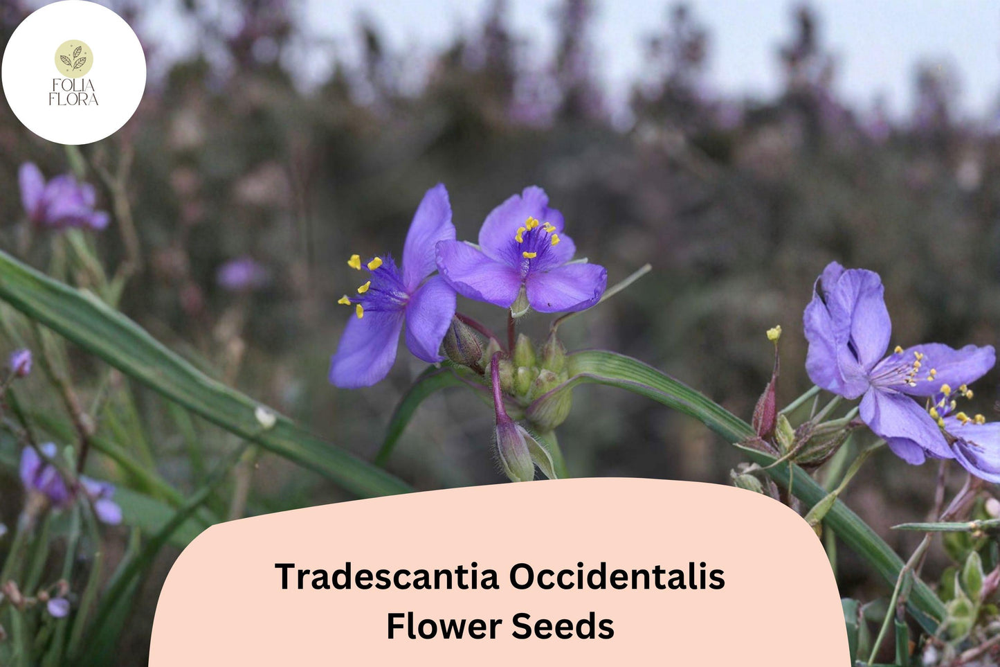 100 Tradescantia occidentalis Seeds | Prairie Spiderwort | Native Wildflower for Garden & Pollinators