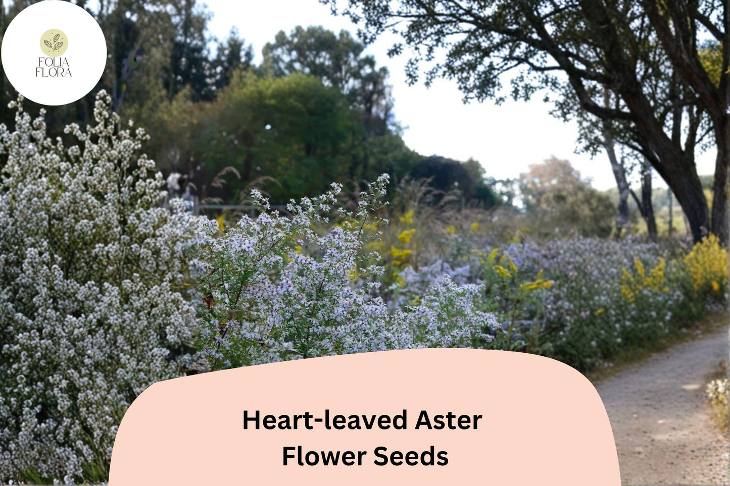 500 Symphyotrichum cordifolium Seeds | Heart-leaved Aster | Native Purple Wildflower for Shade & Pollinator Gardens