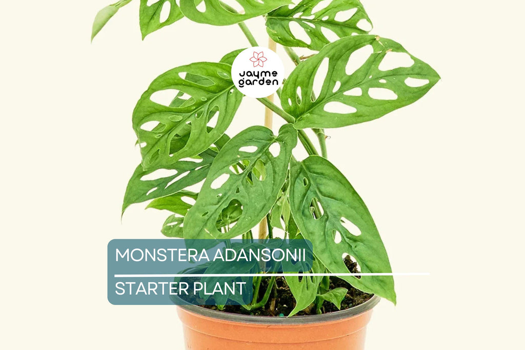 Monstera Adansonii (Swiss Cheese Plant) Live Starter Plant Easy Care, Climbing Tropical Beauty | 6" Cutting