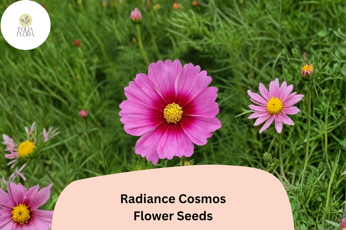 200+ Radiance Cosmos Seeds | Cosmos Bipinnatus Pink Magenta Blooms | Annual Garden Flower Seeds for Planting