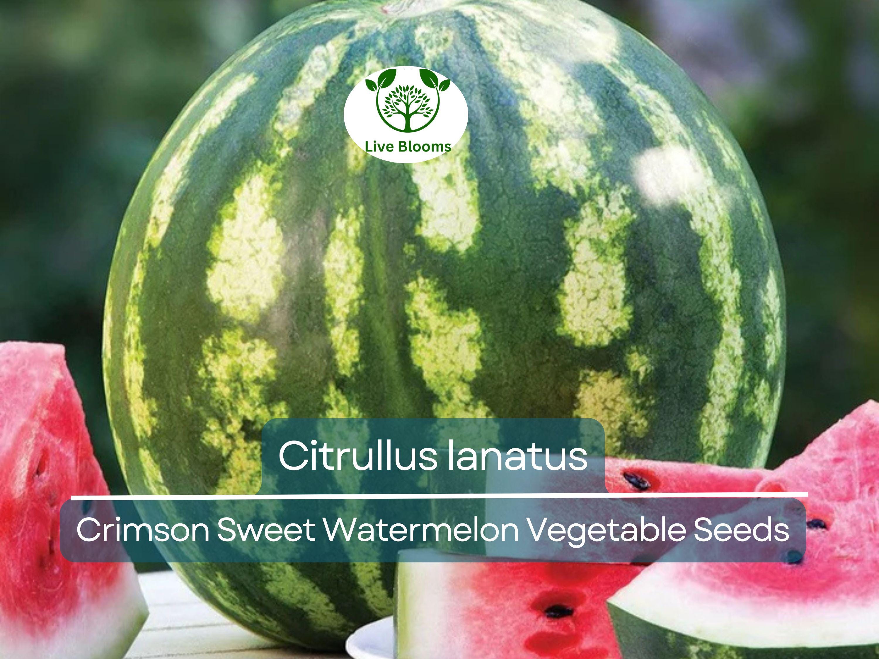 2 Gram Seeds Watermelon Crimson Sweet – Citrullus lanatus | Heirloom Seeds for Planting, Juicy and Sweet Watermelon Variety