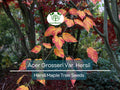 10 Seeds Acer Grosseri Var. Hersii (Hersii Maple) for Planting - Rare Hardy Tree, Ideal for Bonsai, Landscaping, & Gardens - Tree Seeds