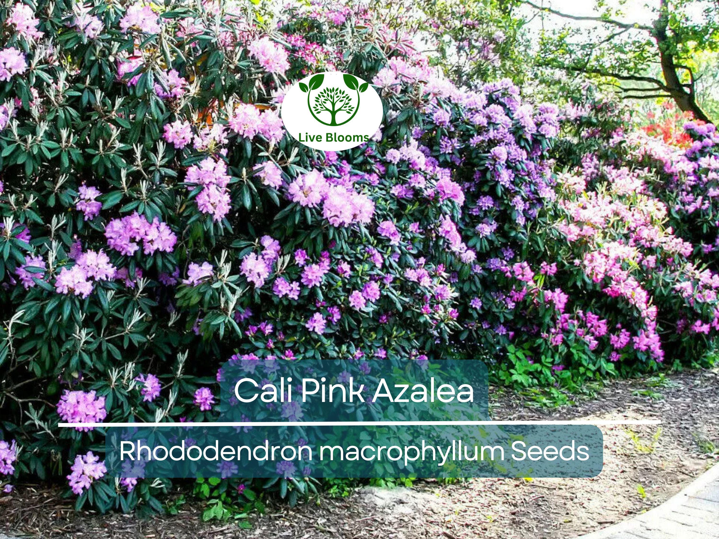 50 Cali Pink Azalea Seeds (Rhododendron macrophyllum) Flowering Shrub, Bush, Tree – Beautiful Pink Blooms, Hardy Garden Plant