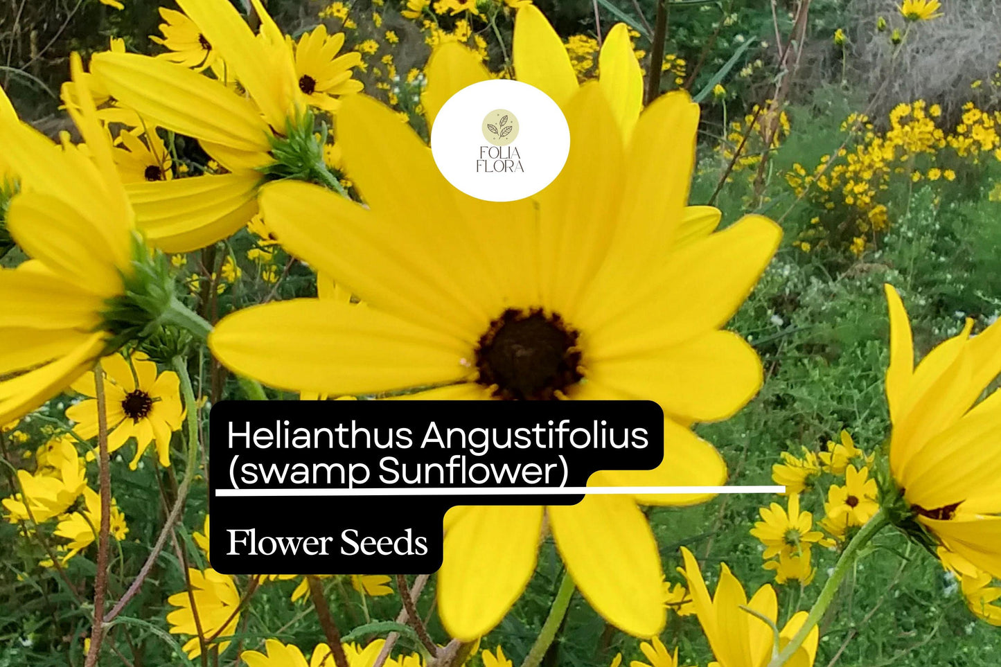 100 Seeds Swamp Sunflower | Helianthus angustifolius | Bright Native Wildflower, Pollinator Magnet, Easy to Grow, Non-GMO