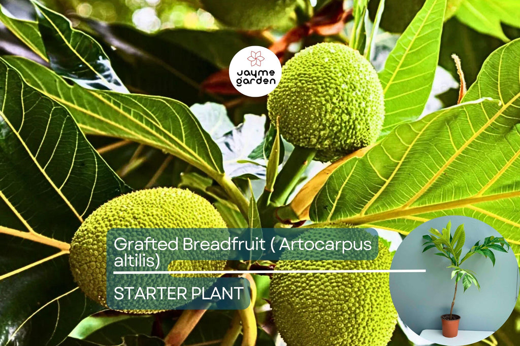 Grafted Breadfruit Tree (Artocarpus altilis) – Tropical Live Fruit Tree, 3′-4′ Tall, Fast Yield & High-Quality Fruit