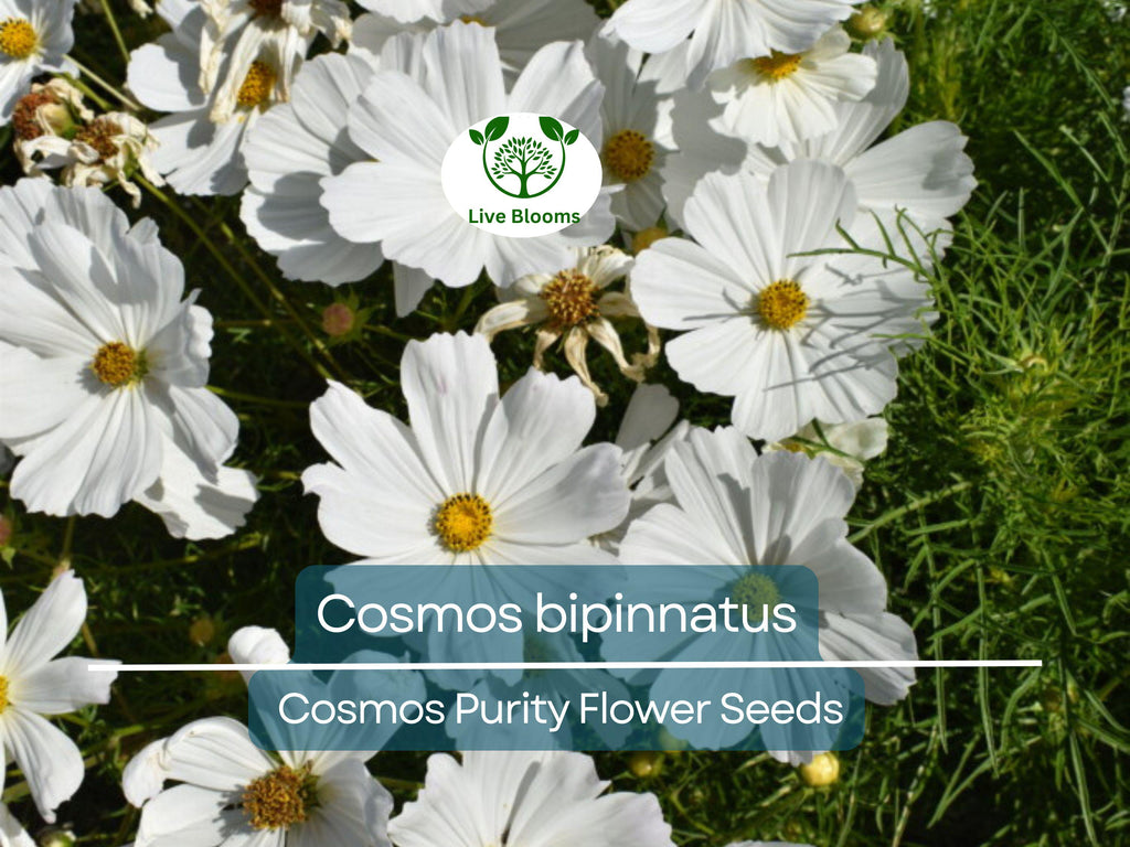 1 Gram Seeds Cosmos Purity for Planting | Cosmos bipinnatus Elegant White Annual Flower for Gardens, Pollinator Habitats & Landscaping