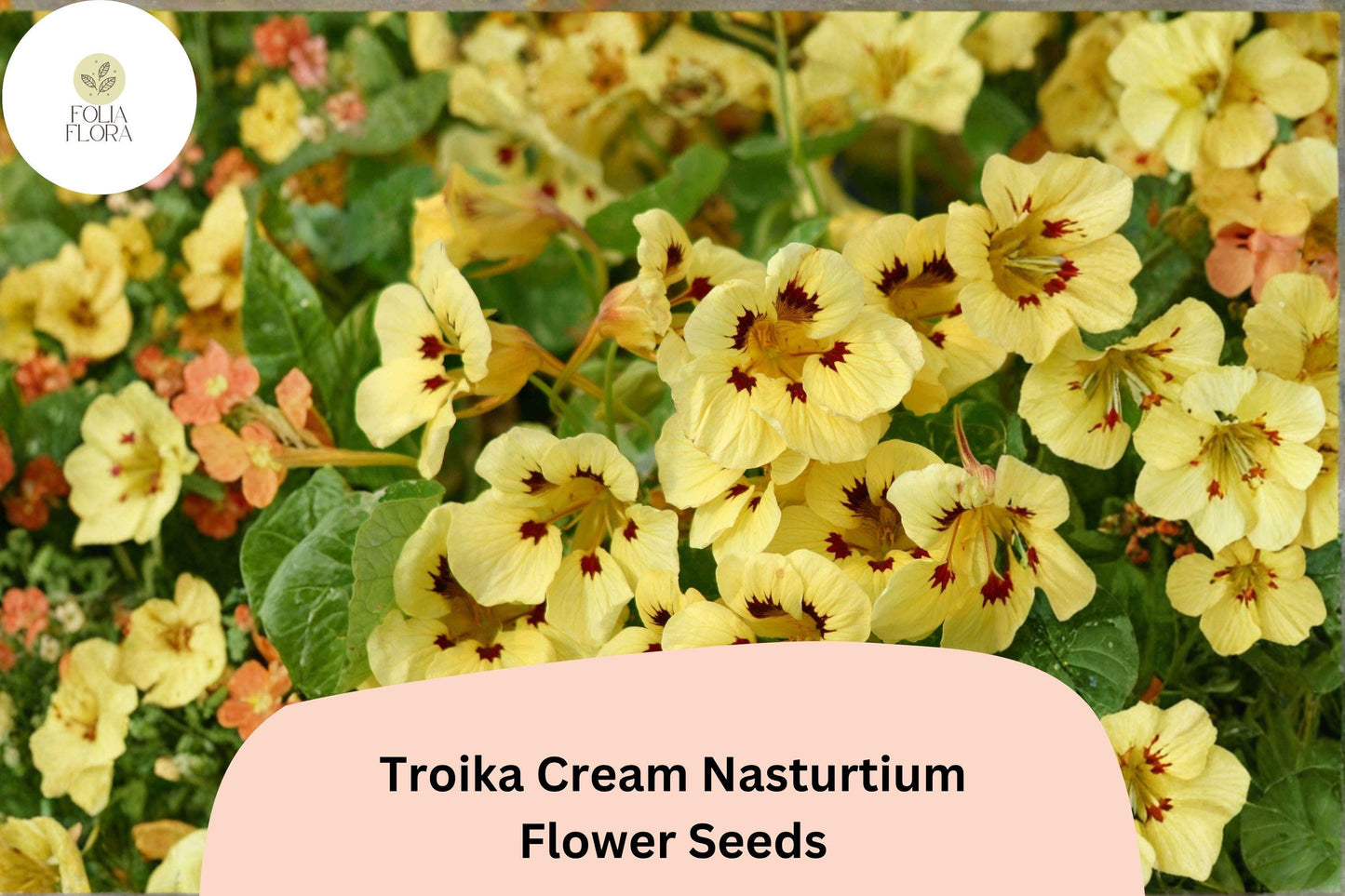 50+ Troika Cream Nasturtium Seeds | Tropaeolum majus | Creamy White Blooms | Trailing Annual for Garden