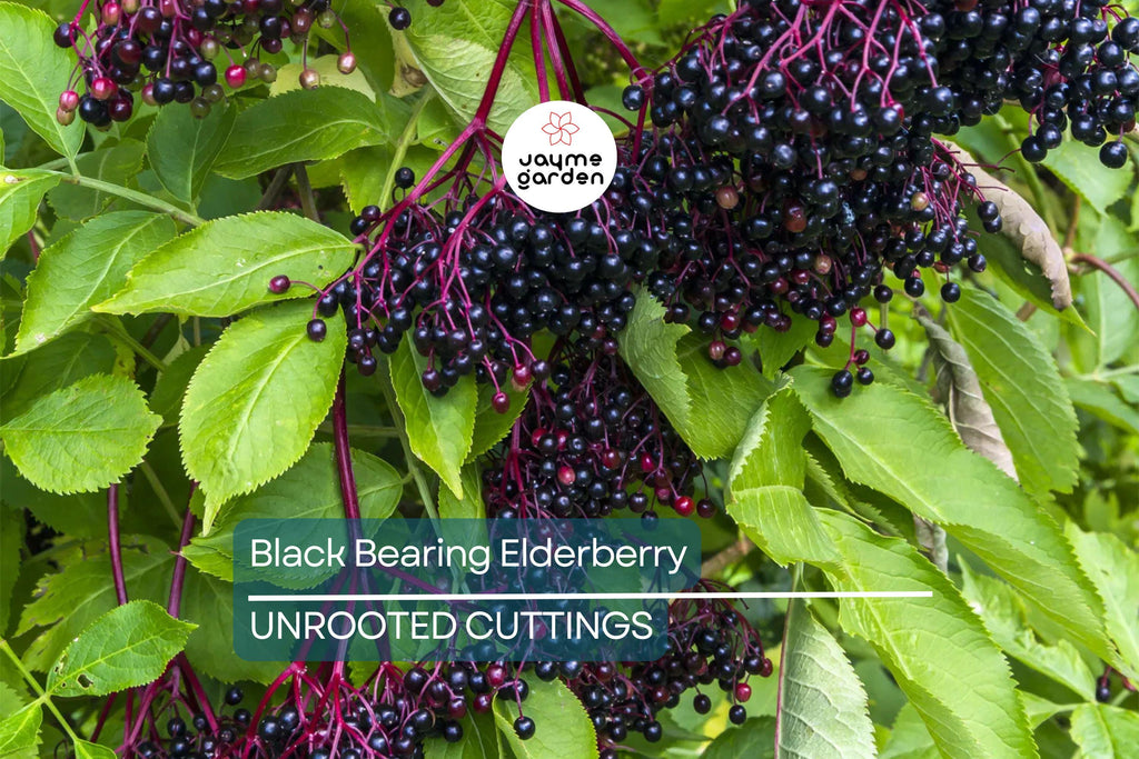 50 Black Elderberry Cuttings - Grow 50 Sambucus Nigra Plants - Fresh USA-Grown
