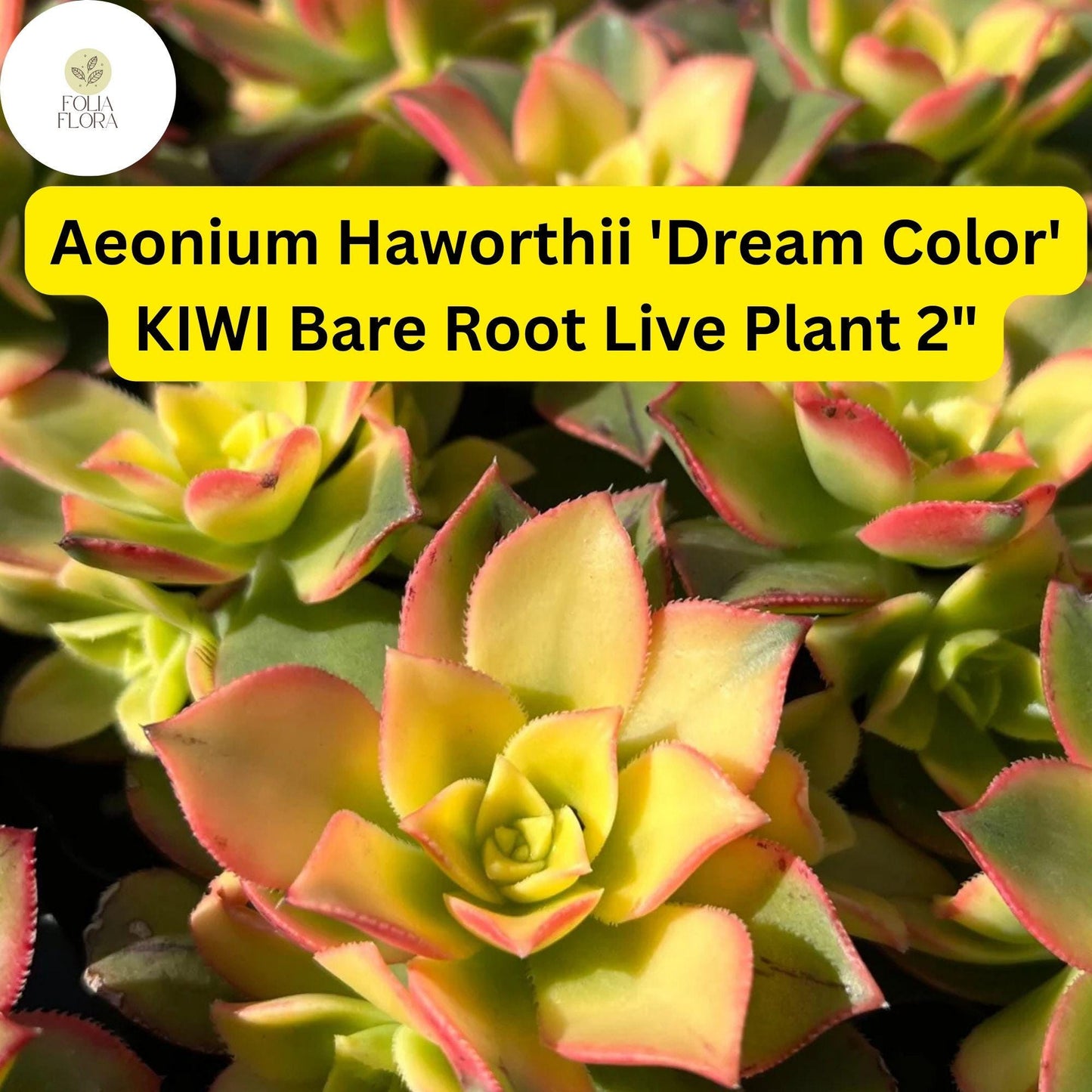 Aeonium haworthii ‘Dream Color’ Kiwi | 2 Bare Root 2" Live Succulent Plants | Variegated Rosettes, Drought-Tolerant