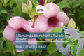 Allamanda blanchetii Starter Plant - Purple Allamanda, 12 Inches Tall - Fast-Growing Tropical Shrub with Vibrant Purple Flowers