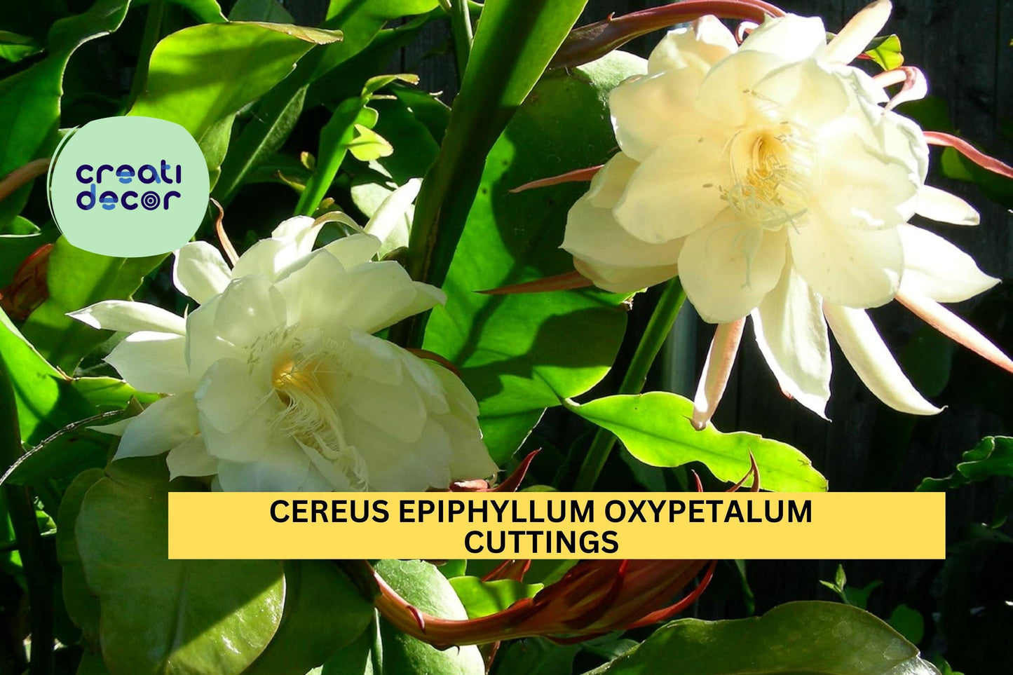 2 Night Blooming Cereus Cuttings | Epiphyllum Oxypetalum | Orchid Cactus Starter 8-10" | Rare Fragrant Night Bloomer