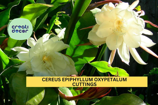 2 Night Blooming Cereus Cuttings | Epiphyllum Oxypetalum | Orchid Cactus Starter 8-10" | Rare Fragrant Night Bloomer