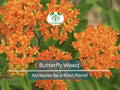10 Butterfly Weed Plants - Asclepias tuberosa Bare Root - Monarch Host Plant, Pollinator Perennial, Drought Tolerant, Native Wildflower