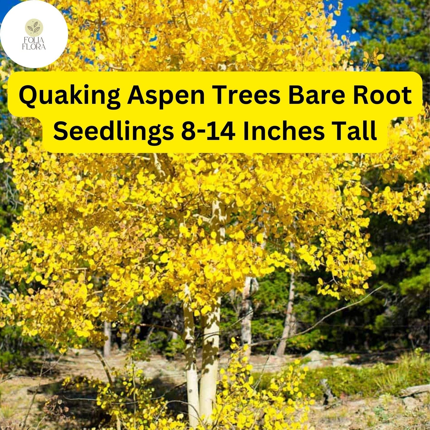 Quaking Aspen Trees (Populus tremuloides), Bare Root Seedlings, 8-14 Inches Tall