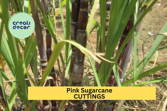 5 Pink Sugarcane Cuttings – Rooted & Ready to Plant – 10 Growth Nodes – Sweet Tropical Variety for Garden or Pots – USA