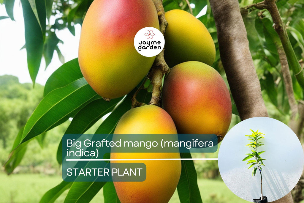Big Grafted Colombo Kidney Mango (Mangifera indica) Live Tropical Fruit Tree 3'-4' | Sweet, Unique Mangoes | Easy to Grow Starter Plant