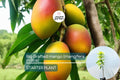 Big Grafted Colombo Kidney Mango (Mangifera indica) Live Tropical Fruit Tree 3'-4' | Sweet, Unique Mangoes | Easy to Grow Starter Plant