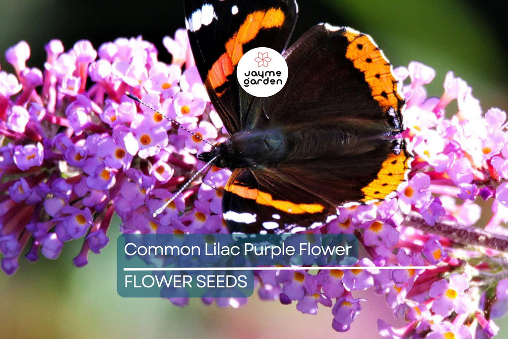 20 Common Lilac Seeds (Syringa vulgaris) – Purple Fragrant Flowering Tree, Hardy Perennial, Zones 3-7
