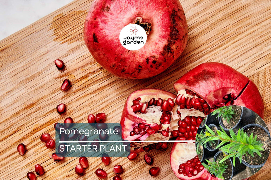 1 Pomegranate Tree (Punica granatum) Tropical Starter Plant 10”-24” | Hardy Fruit Tree for Gardens or Containers