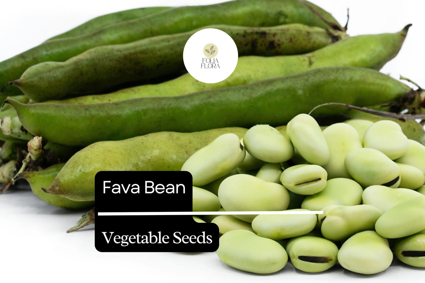 5g Fava Bean Seeds Vicia faba | Heirloom Broad Beans for Planting | Nutritious Cool-Season Vegetable