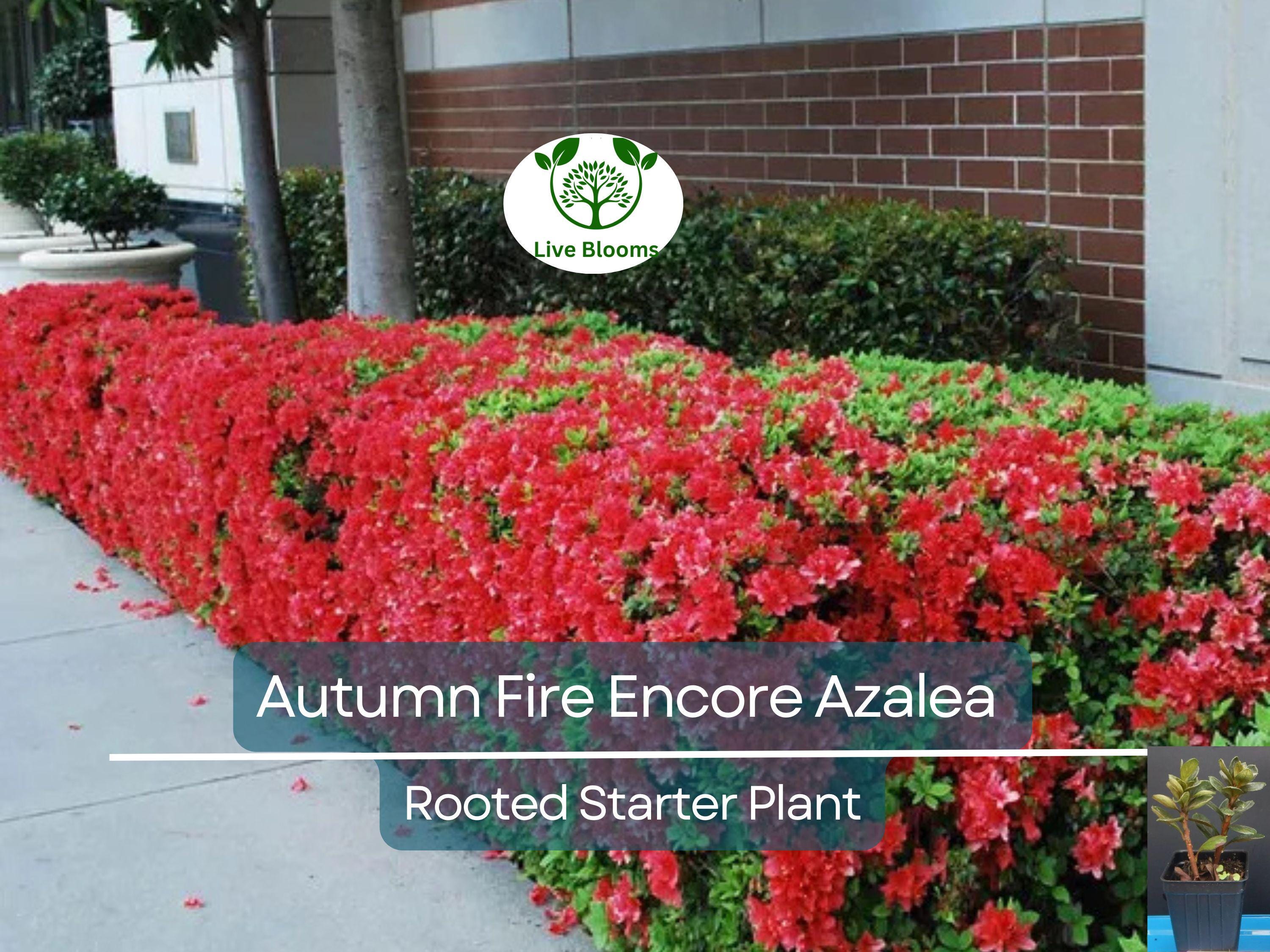 1 Encore Autumn Fire Azalea Plant – Deepest Red, Deciduous, Well-Rooted Starter, 4-10" Tall, Ships in Pot - Beautiful Fall Blooming Azalea