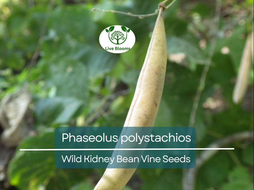 5 Seeds Phaseolus Polystachios – Wild Kidney Bean Vine for Planting | Hardy Climber for Garden & Landscaping | Native Legume Species