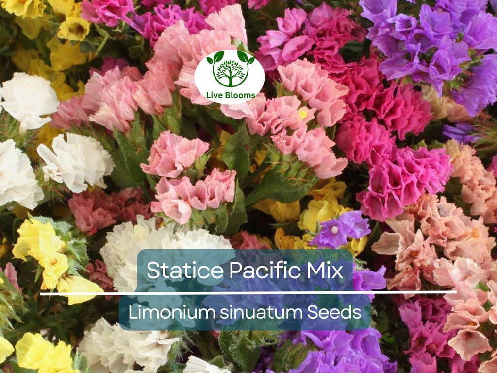 100 Seeds Statice Pacific Mix, Non-GMO, Traditional Cut Flowers, Dried Arrangements, Long-Lasting, Beautiful Blooms, Easy to Grow