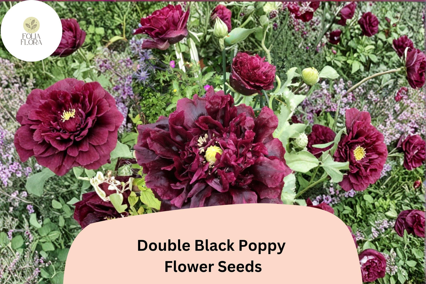 200+ Double Black Poppy Seeds for Garden Planting – Deep Maroon Blooms, Easy to Grow Flowers