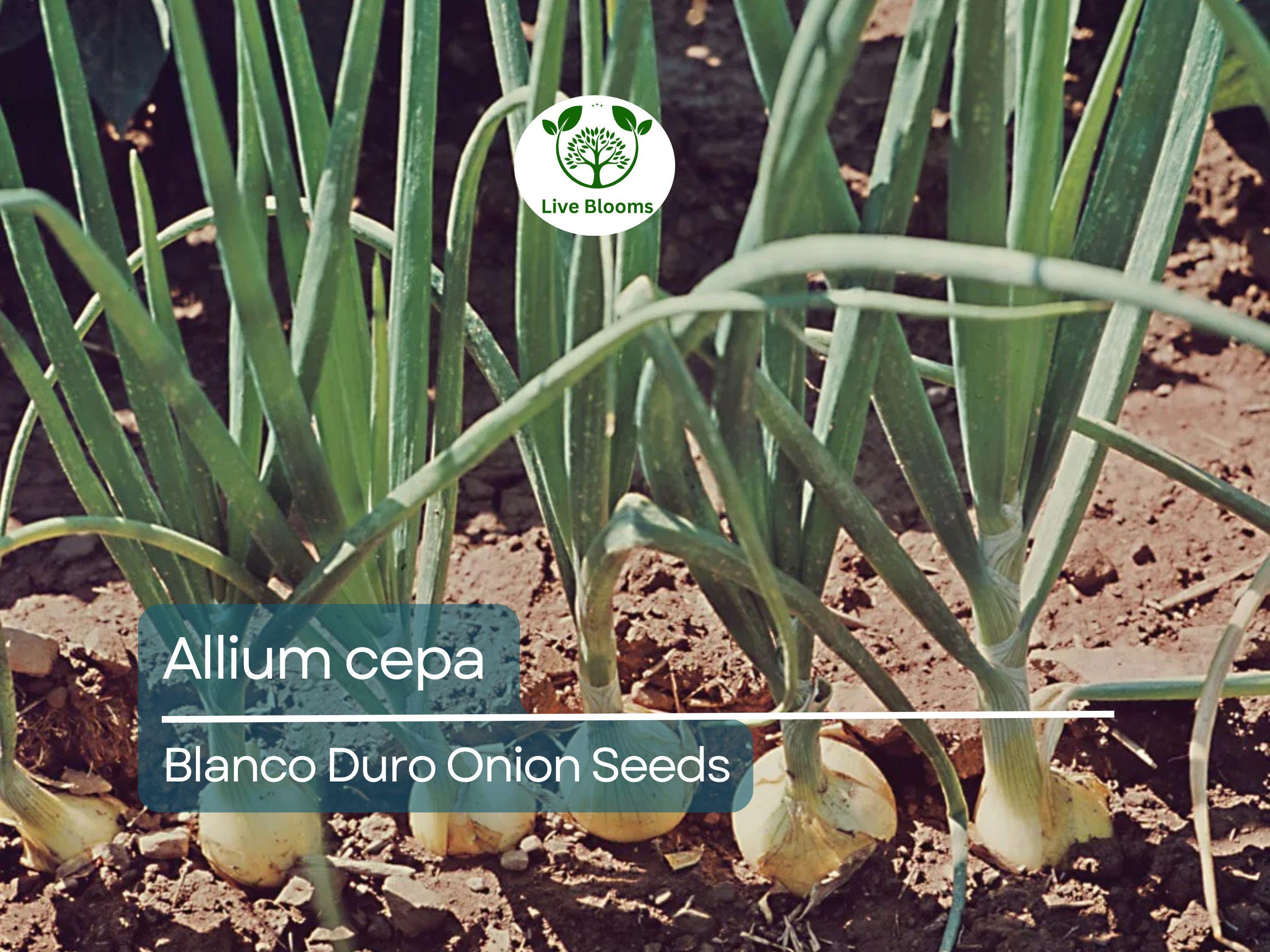 250 mg Onion Blanco Duro Seeds - Allium cepa | Heirloom White Onion for Planting, Gardening & Cooking | Mild Flavor, Crisp Texture