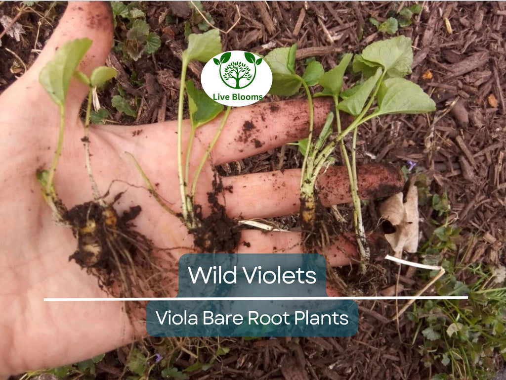 10 Wild Violets Plants – Live Bare Root Mix (Purple & White) – Hardy Groundcover Perennial Flowers – Shade-Loving Blooms